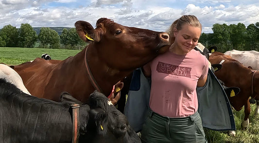 Nora bygger nytt fjøs og framtid på gården